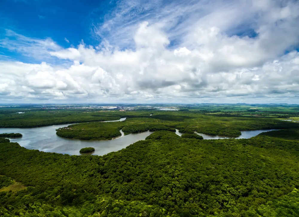 Imagem de capa do artigo 6 MOTIVOS PARA PRESERVAR A FLORESTA AMAZÔNICA
