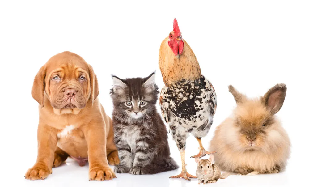 Imagem de capa do artigo OS NOMES DOS ANIMAIS EM INGLÊS