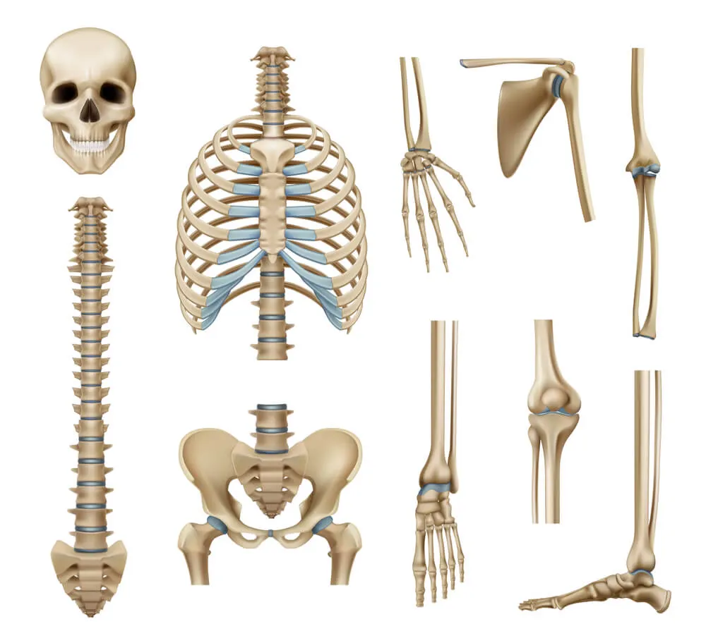 Imagem de capa do artigo OS OSSOS DO CORPO EM INGLÊS