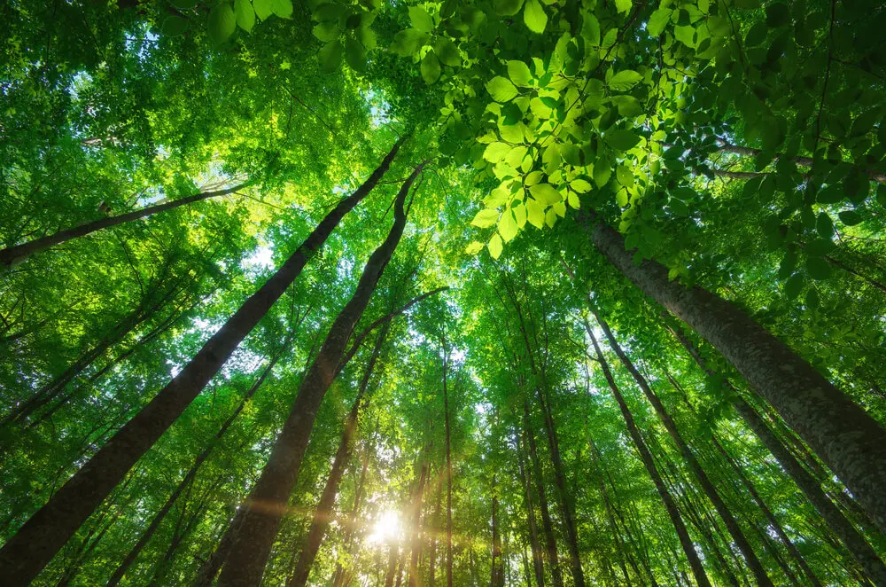 Imagem de capa do artigo COMO FALAR SOBRE NATUREZA EM ESPANHOL?